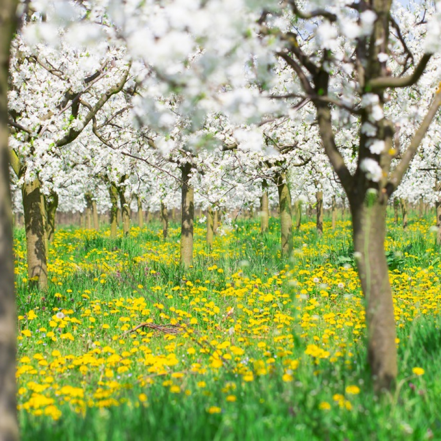 Livada cu păpădii galbene și pomi pictați cu flori albe 