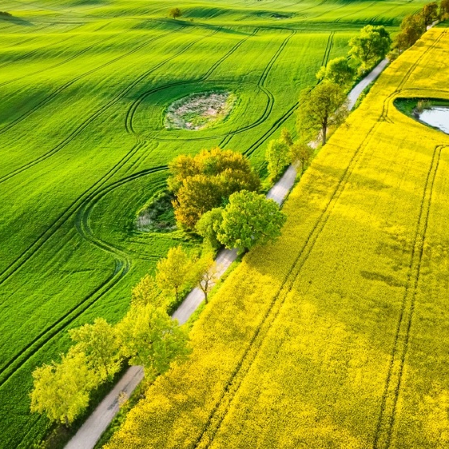 Imagini de vis cu cele mai frumoase lanuri de rapiță - galbenul absolut al lunilor aprilie/mai!