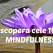 Cele 10 LEGI MINDFULNESS 