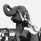 Apa pentru elefanti, o poveste senzuala 