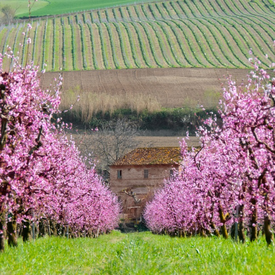 Aleea fermecată dintr-o livadă de caiși înfloriți 