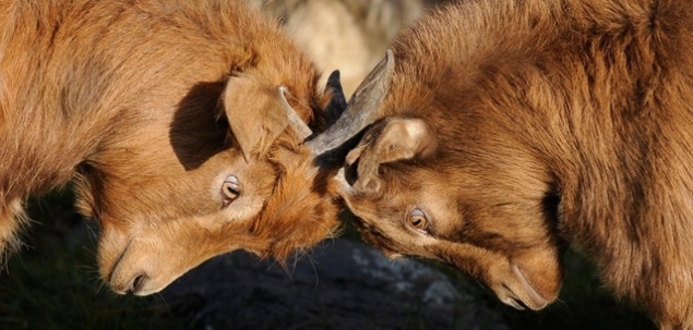 Atunci cand doi oameni apropiati se cearta, de regula tu...