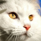 Pisici: 10 imagini cu pisici