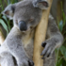 Cele mai tari gradini zoologice din Europa