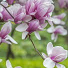 Au inflorit magnoliile peste Bucuresti 