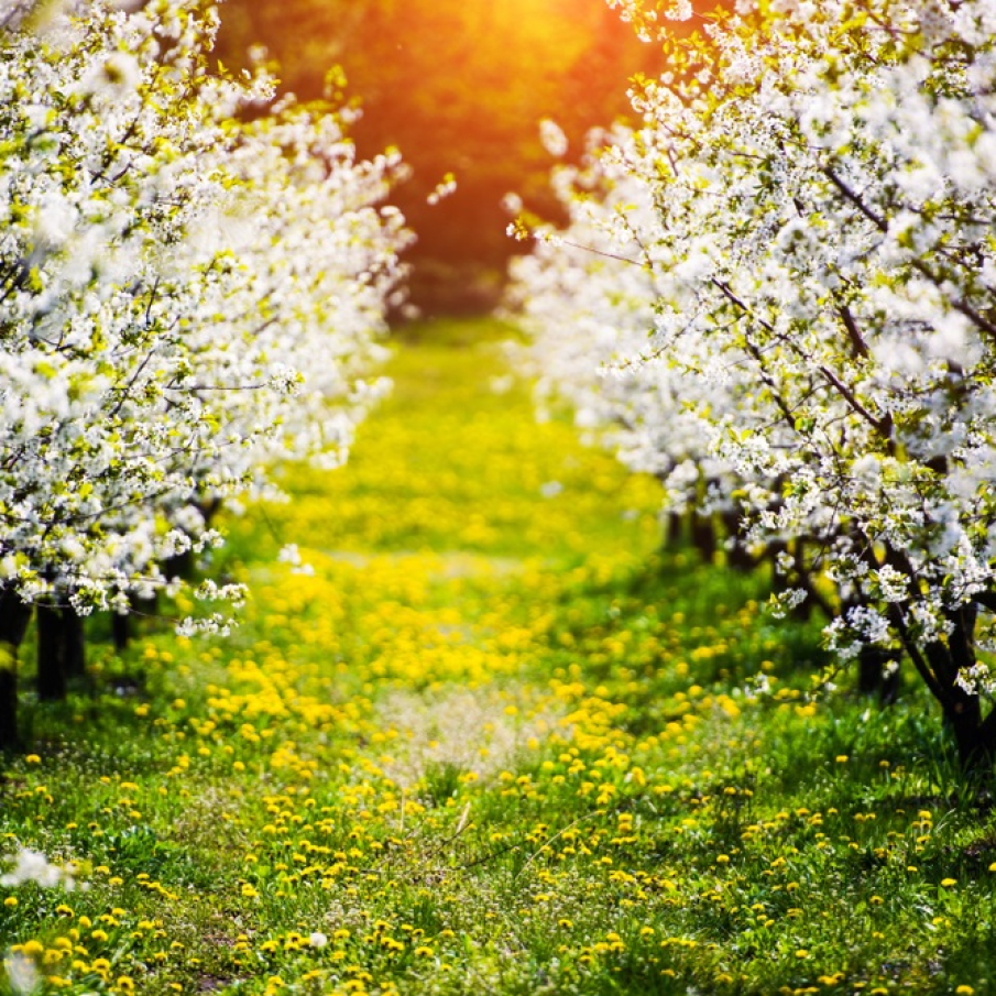 Grădină cu meri înfloriți. Peisaj idilic din Ucraina 