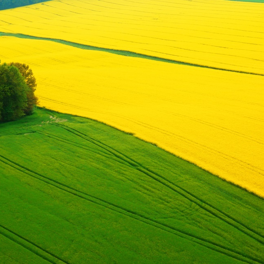 Imagini de vis cu cele mai frumoase lanuri de rapiță - galbenul absolut al lunilor aprilie/mai!