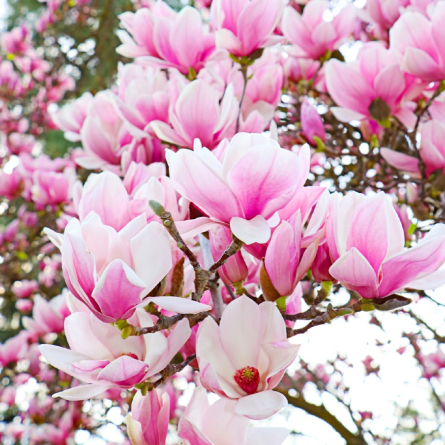 Stiati ca magnolia este un copac antic si se crede ca exista inca de dinaintea aparitiei albinelor?