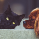 Cum să-ți hrănești sănătos câinele sau pisica: un ghid pentru începători