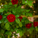 Sezonul Florilor: 10 specii de trandafiri potrivite pentru a fi plantate primăvara