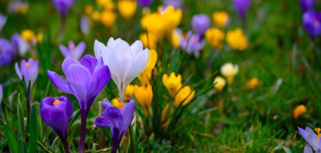 Cum se numesc aceste flori?