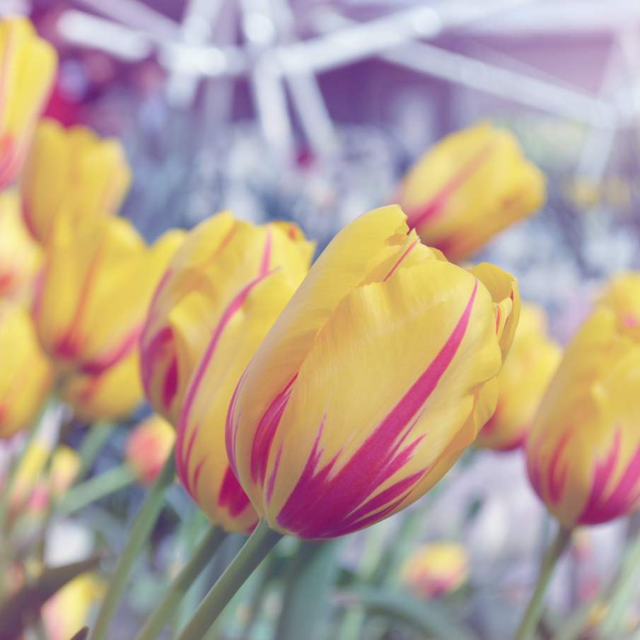 Lalele cu petale parcă pictate în roz și galben