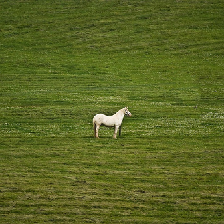 Cal alb pe camp