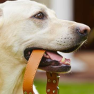 Modelul de zgardă potrivit pentru câinele tau!