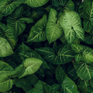 Top 3 motive să alegi plantele decorative artificiale