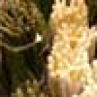 Sparanghel cu sos OLANDEZ