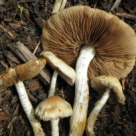 Ministerul Sanatatii recomanda: Cum sa eviti intoxicatiile cu ciuperci