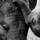 Ce se intampla cand ii canti unui elefant? Este ataaat de frumos si emotionant!