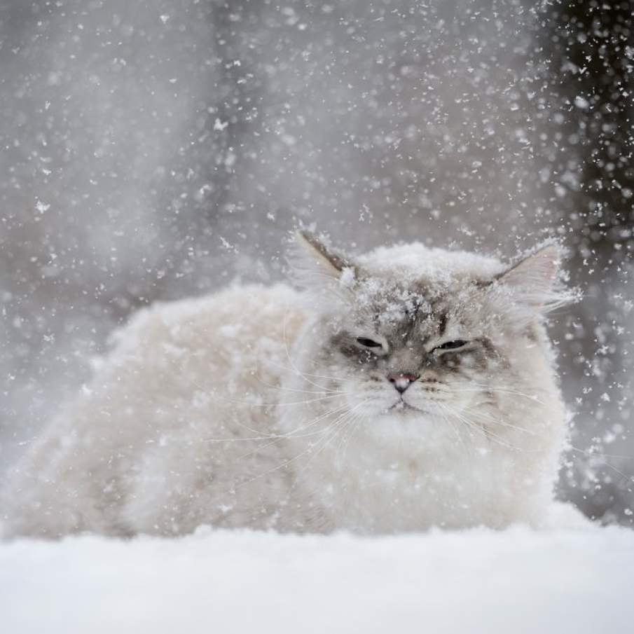 Pisica siberiana in zapada