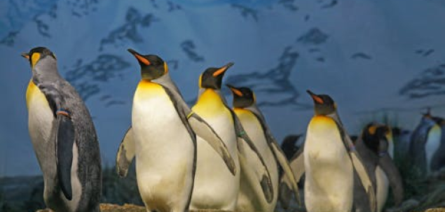 Ce animale sau fiinte simbolice te-au atras intotdeauna si de ce?