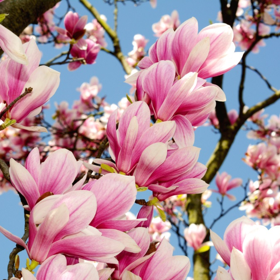 Au innebunit (inflorit) copacii de magnolie