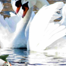 Misterul dansului inaripat eveniment pentru copii la Antipa