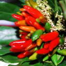 Ardeiul iute, planta decorativa si terapie picanta