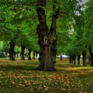 11 romanesti, 4 straine. Toate despre toamna. 