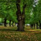 11 romanesti, 4 straine. Toate despre toamna. 