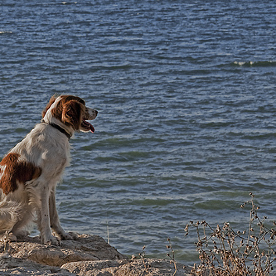 Caine la malul marii