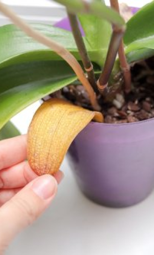 De ce se îngălbenesc frunzele orhideei și cum poți să o salvezi