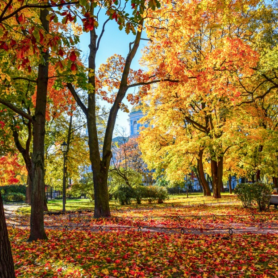 Toamna aurie in Sankt Petersburg