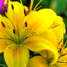 Povestea Crinilor, florile imperiale și magnifice ale verii 