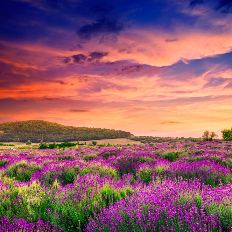 Apus peste un camp de lavanda in Tihany, Ungaria 