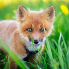 23 de fotografii cu vulpite! Te indragostesti definitiv si irevocabil de ele! 