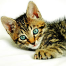 Pisicutele si micile dezastre din casa