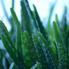 Aloe vera: 11 Beneficii uimitoare pentru sanatate