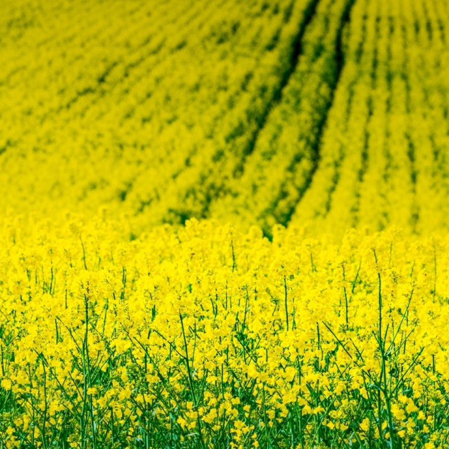 Imagini de vis cu cele mai frumoase lanuri de rapiță - galbenul absolut al lunilor aprilie/mai!