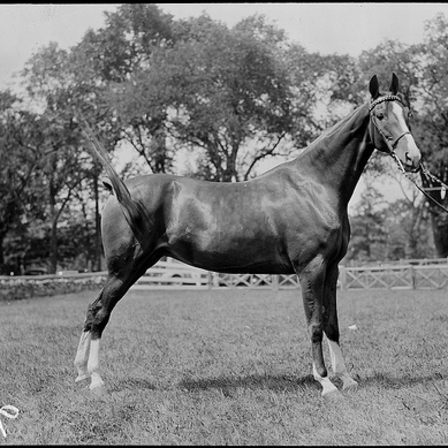 Cal Pur Sange Englez