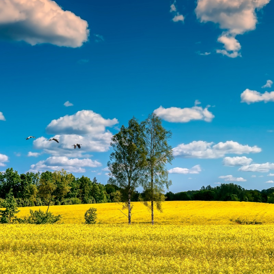 Imagini de vis cu cele mai frumoase lanuri de rapiță - galbenul absolut al lunilor aprilie/mai!