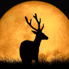 Luna Cerbului (29 iulie) deschide poarta marilor revelații! 5 zodii își rescriu viitorul curand, Vărsătorul și Leul sunt în top