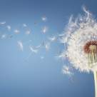 Când bate vântul schimbării, unii oameni construiesc ziduri, alții bariere, iar alții aripi cu care să zboare spre necunoscut