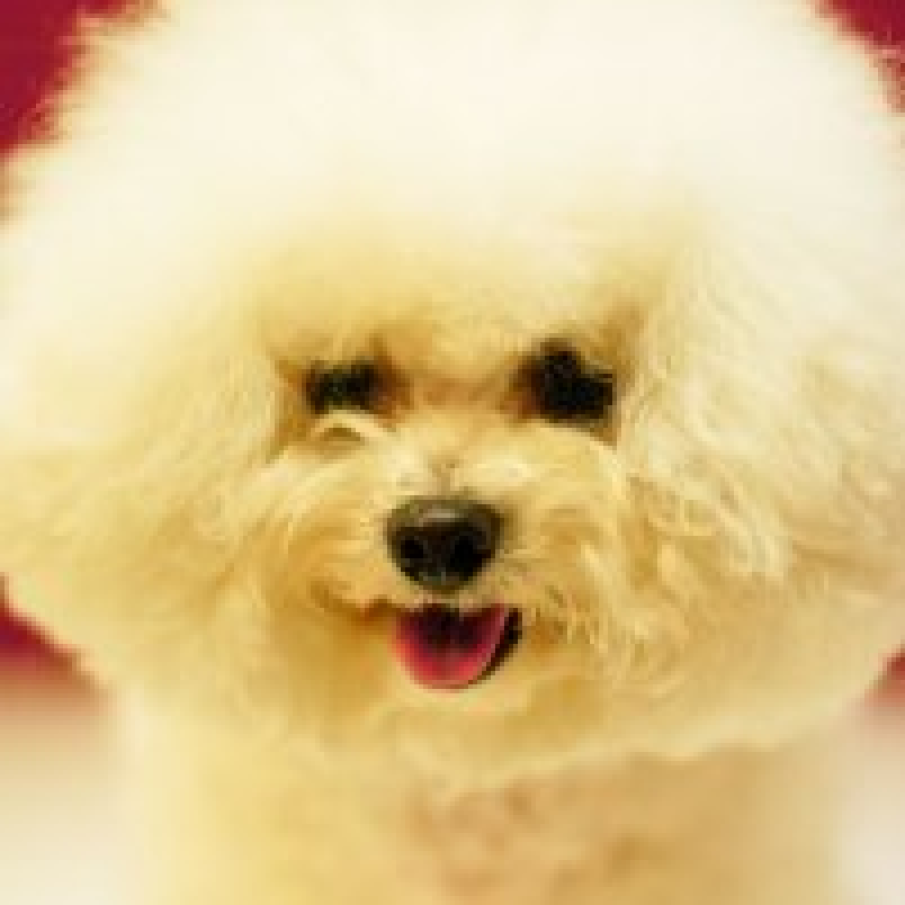Bichon Frise