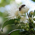 Polenul - tot ceea ce ii trebuie organismului pentru viata