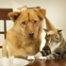 Sarcina si animalele de companie