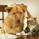 Sarcina si animalele de companie