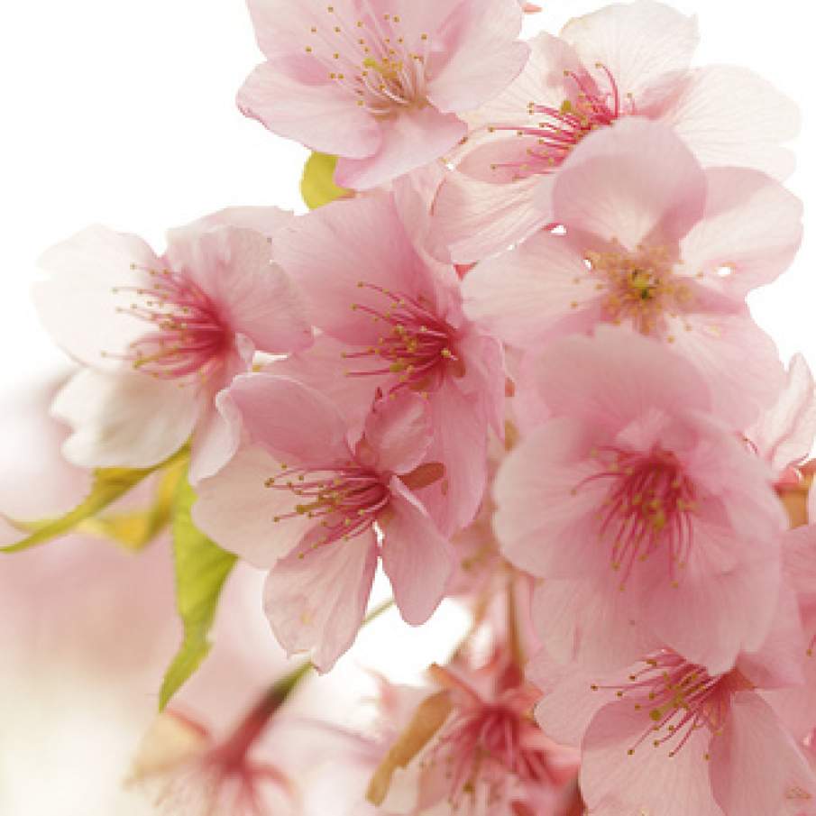 Atingerea delicata a florilor