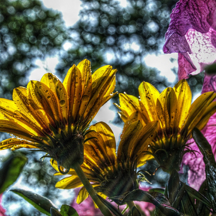 Flori in culori deosebite