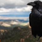 O cioara murea de sete... dar a fost atat de desteapta! 