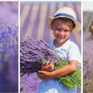 De veghe (sau de-a joaca) în lanul de lavandă: Fotografii adorabile cu pui de oameni fericiți